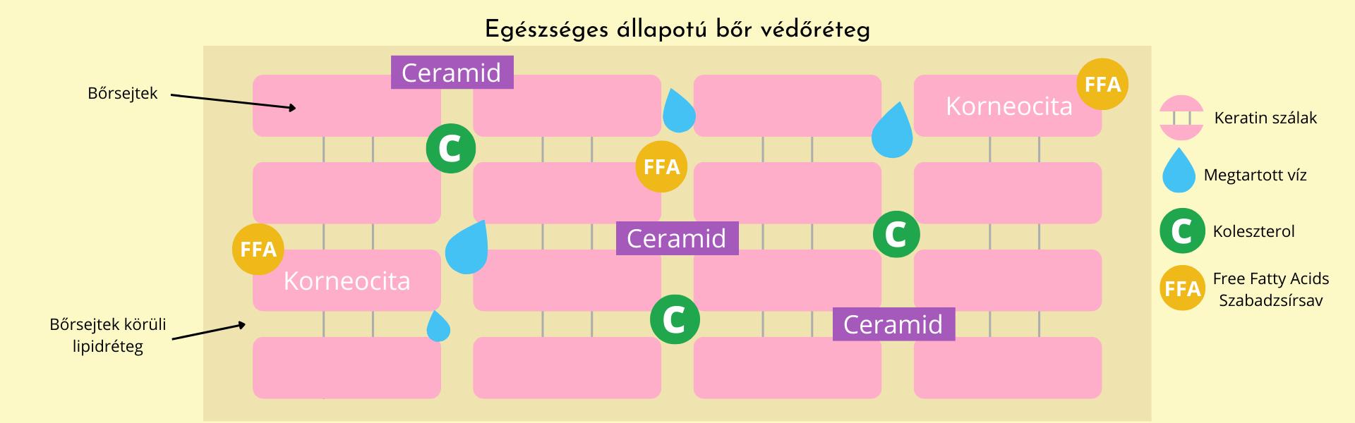 Egészséges bőr barrier