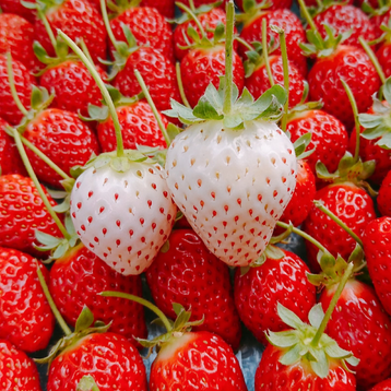 Eper bőr, más néven strawberry skin